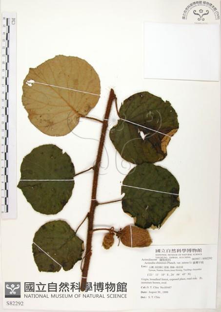 臺灣羊桃藏品圖，第1張