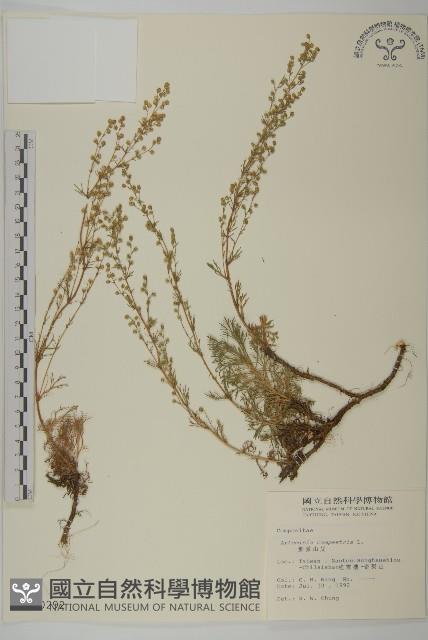 高山艾藏品圖，第1張