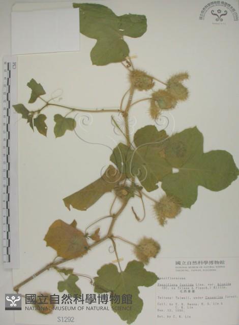 毛西番蓮藏品圖，第1張