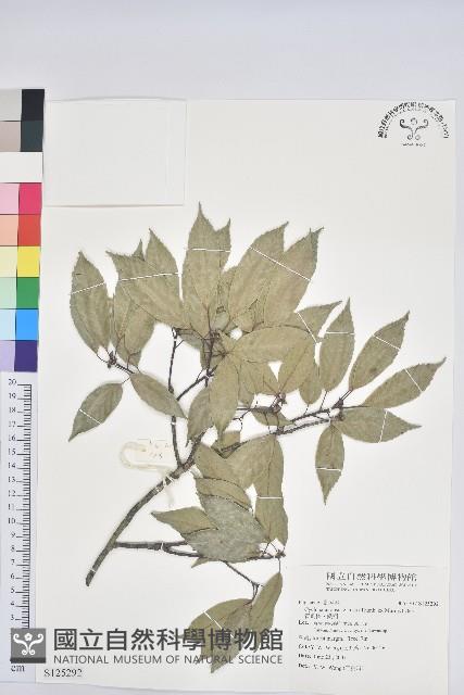 青剛櫟、鐵椆藏品圖，第1張