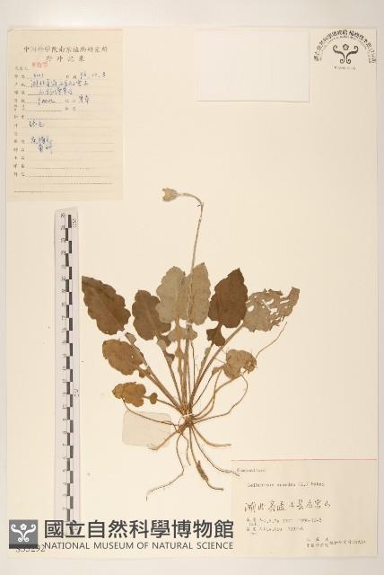 大丁草藏品圖，第1張