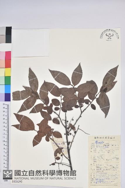 米飯花藏品圖，第1張