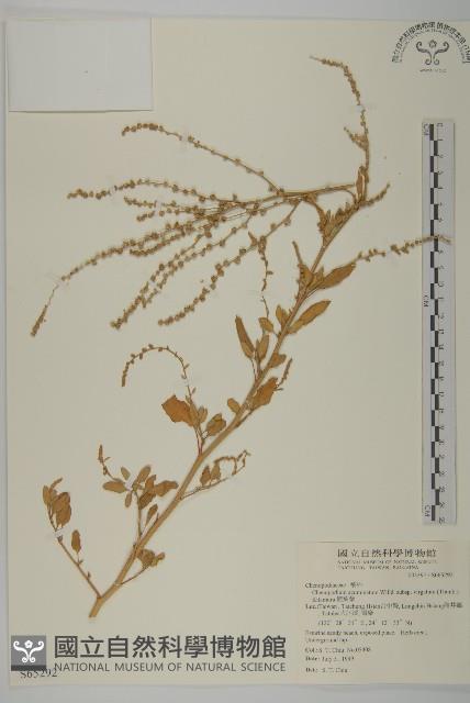 變葉藜藏品圖，第1張