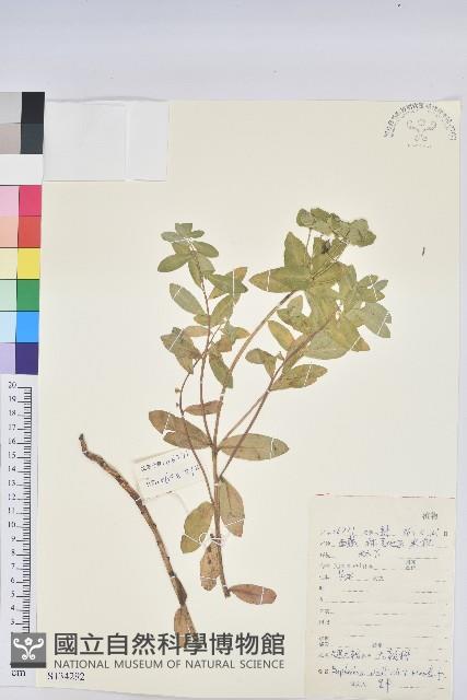 大果大戟藏品圖，第1張