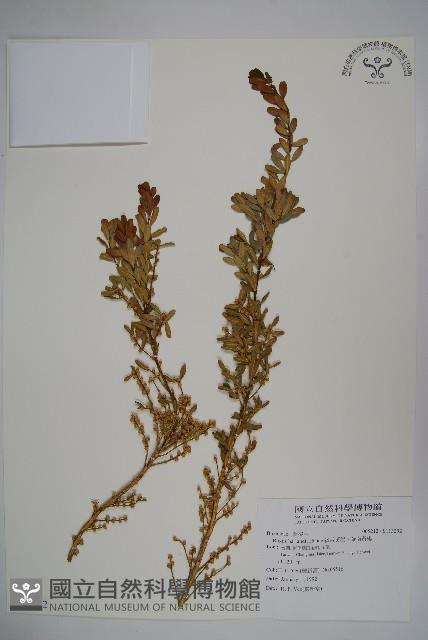 華南黃楊，雀舌黃楊，匙葉黃楊藏品圖，第1張