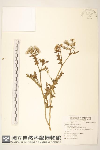 歐洲黃菀藏品圖，第1張