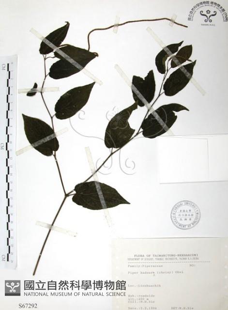 風藤藏品圖，第1張