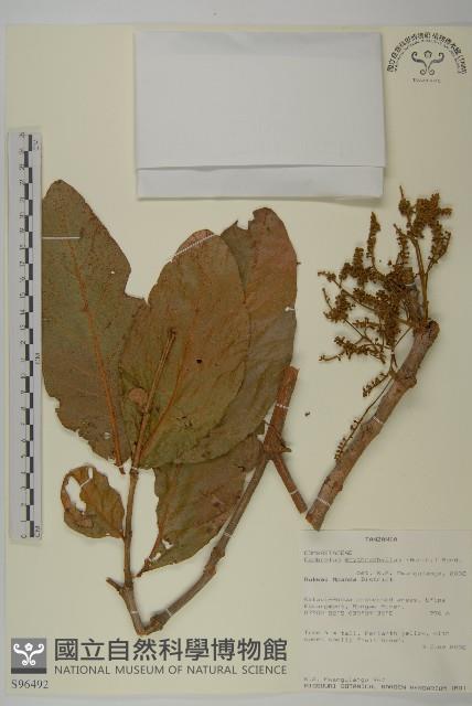 翼果風車子、紅球風車子藏品圖，第1張