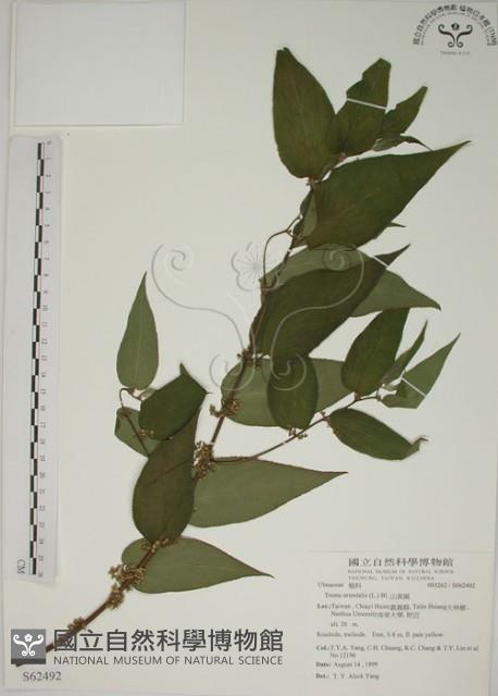 山黃麻藏品圖，第1張