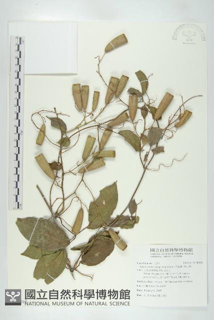 穿山龍藏品圖，第1張