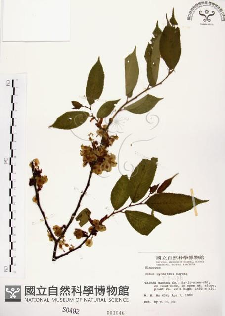 阿里山榆藏品圖，第1張