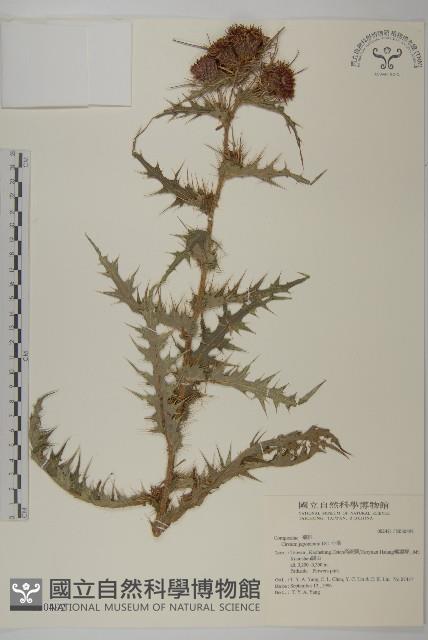 紫花阿里山薊藏品圖，第1張