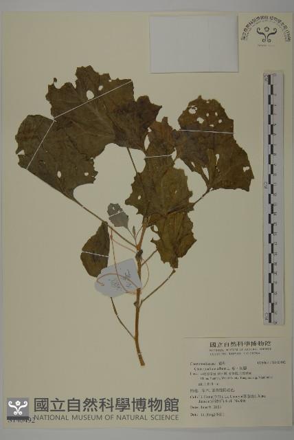 藜、灰藜藏品圖，第1張