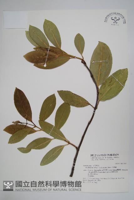 小錦蘭藏品圖，第1張