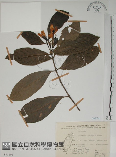 山黃梔藏品圖，第1張