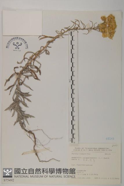 抱莖籟簫藏品圖，第1張