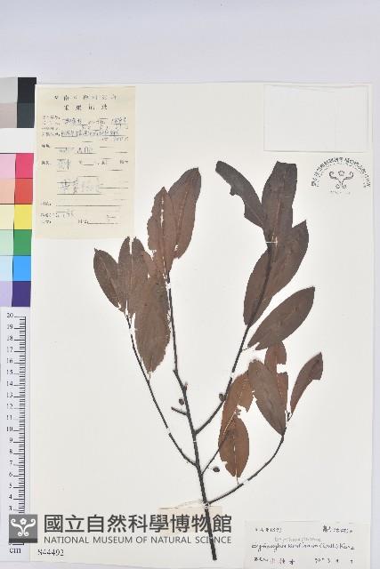 東方古柯藏品圖，第1張