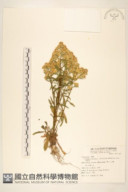 一枝黃花藏品圖，第1張