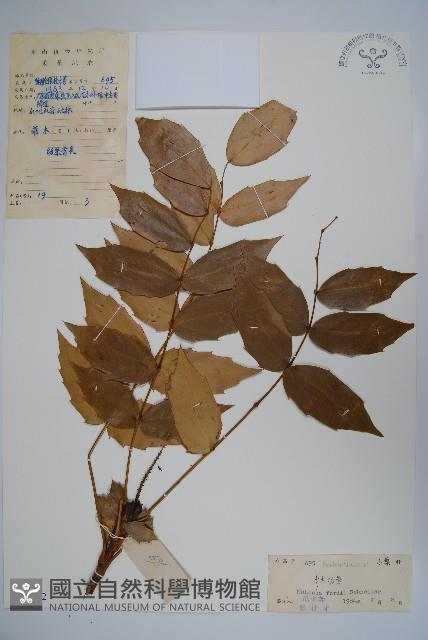 十大功勞藏品圖，第1張