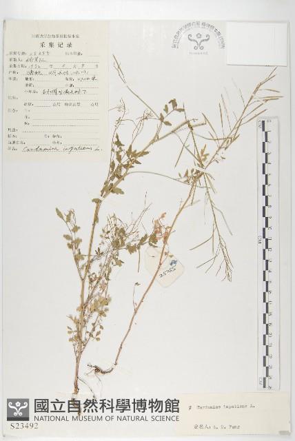 水花菜藏品圖，第1張