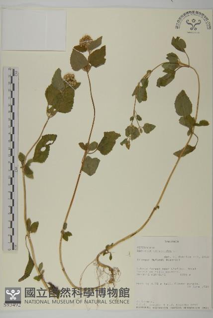 霍香薊藏品圖，第1張