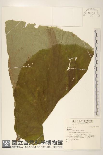 登錄號:S143492藏品圖，第1張