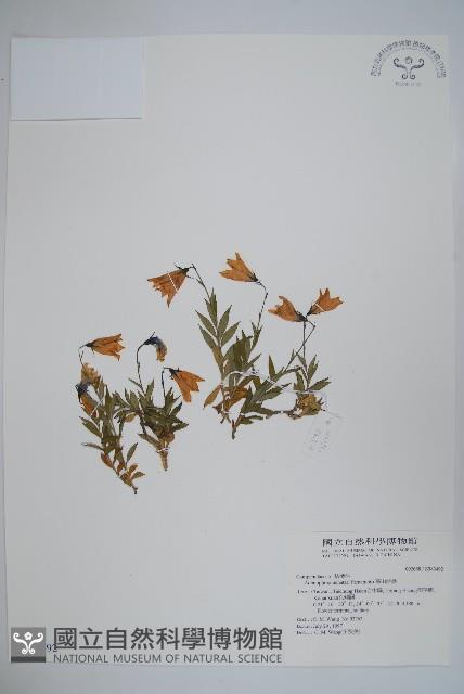 高山沙參藏品圖，第1張