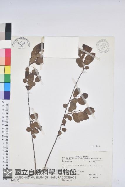 白飯樹藏品圖，第1張