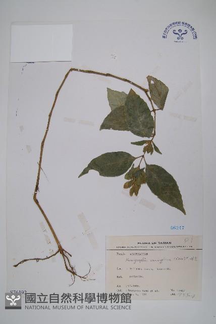 直立半插花藏品圖，第1張