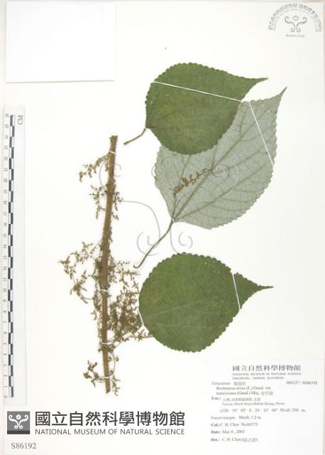 青苧麻藏品圖，第1張