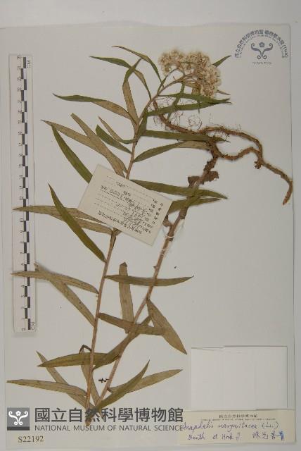 抱莖籟簫藏品圖，第1張