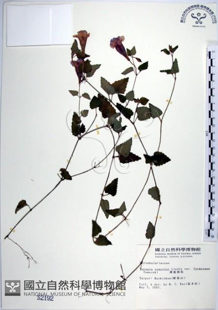 倒地蜈蚣、四角銅鑼藏品圖，第1張