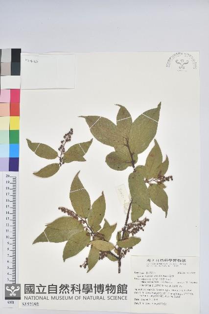 南燭藏品圖，第1張