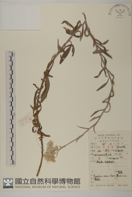 香青藏品圖，第1張