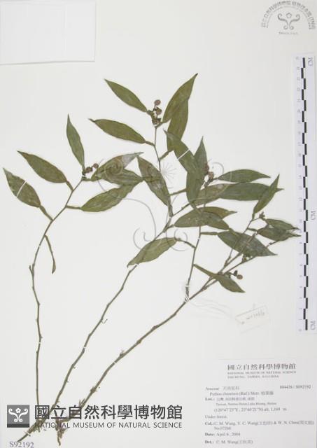 柚葉藤藏品圖，第1張