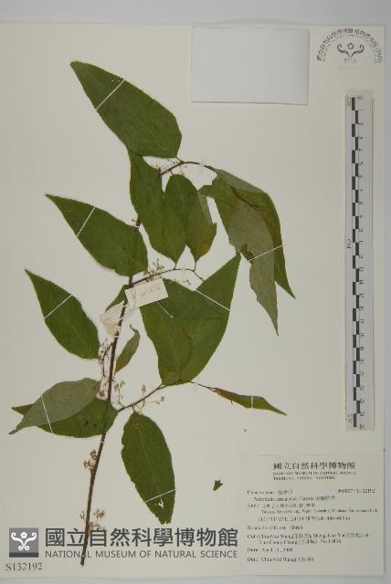 佩羅特木藏品圖，第1張