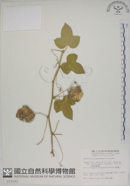 毛西番蓮藏品圖，第1張