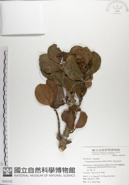 呂宋毛蕊木藏品圖，第1張