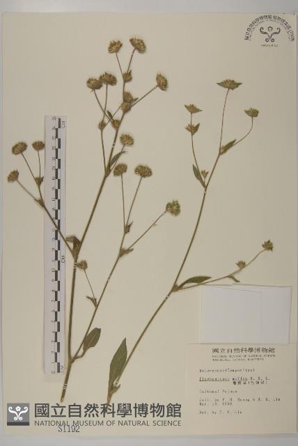 地膽草、毛蓮菜藏品圖，第1張