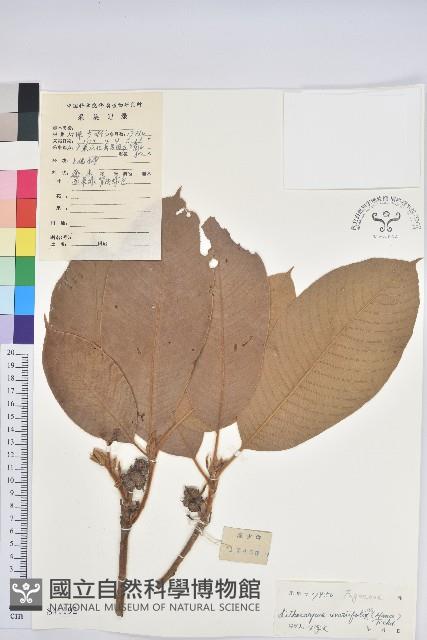 紫玉盤柯藏品圖，第1張