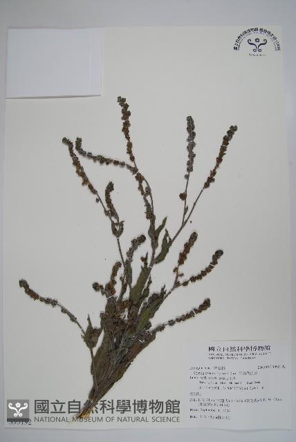 高山倒提壺藏品圖，第1張