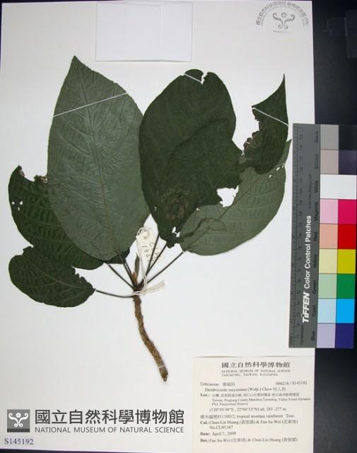 咬人狗藏品圖，第1張