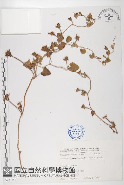 銳葉牽牛藏品圖，第1張