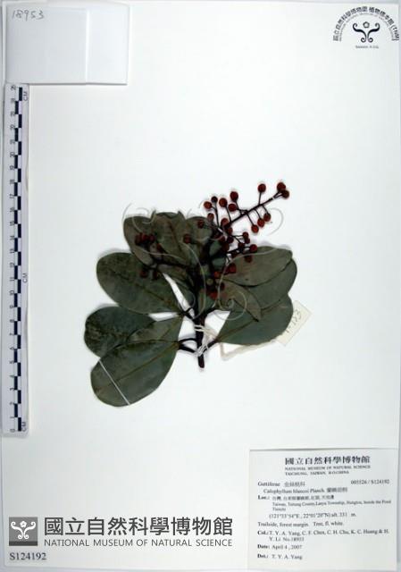 蘭嶼胡桐藏品圖，第1張