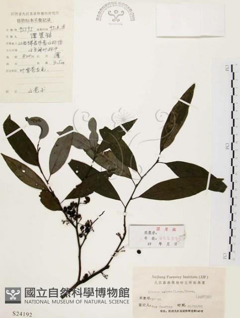 山胡椒藏品圖，第1張