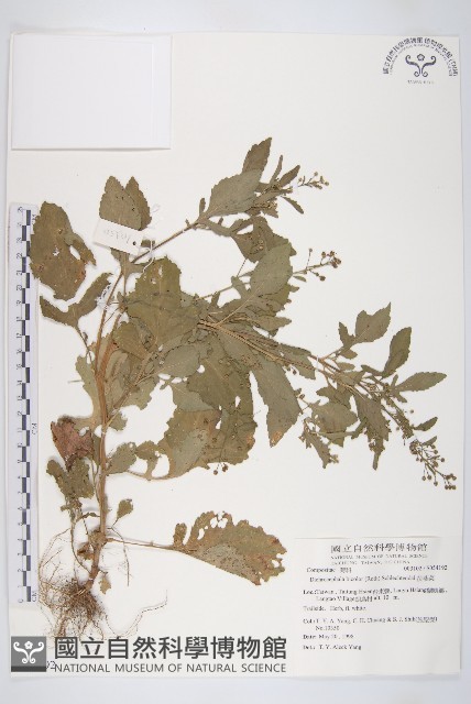 茯苓菜藏品圖，第1張