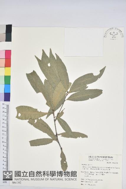 細葉三斗石櫟藏品圖，第1張