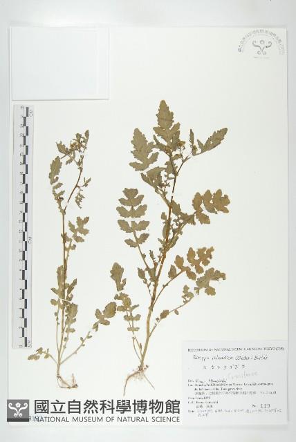 鳳花菜藏品圖，第1張