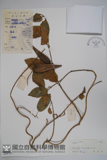 絨毛芙蓉蘭藏品圖，第1張
