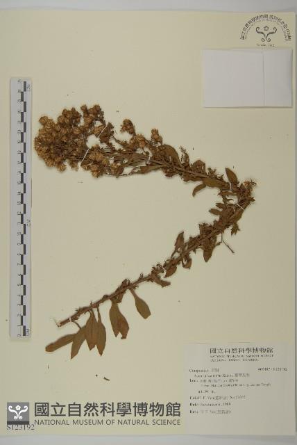 臺灣馬蘭藏品圖，第1張